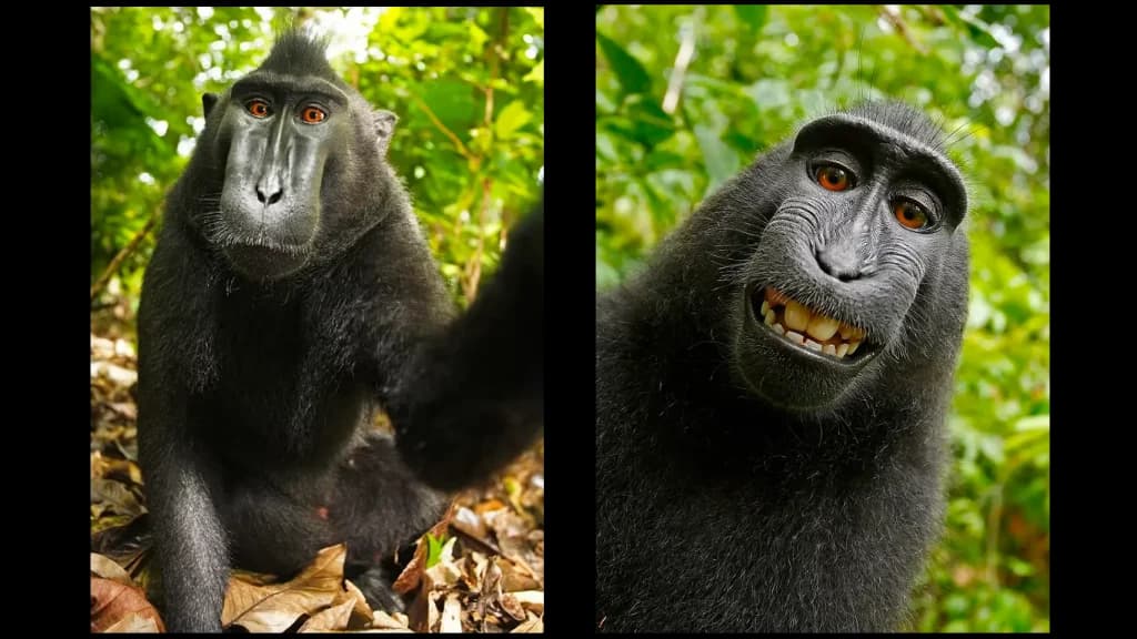 copyright IA l'affaire des singes